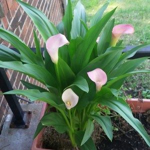 Meet your Posher, Kat